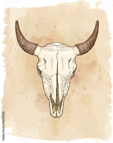 cow ckull - vector sketch