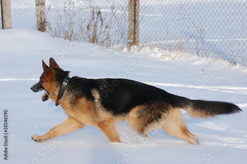 German Shepard Dog in the winter forest.Near Kiev,Ukraine photo