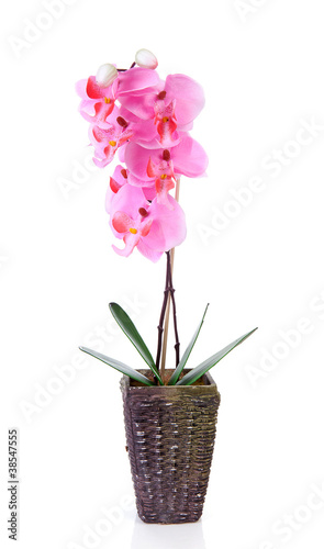Fototapeta Naklejka Na Ścianę i Meble -  Pink silk orchid flower in pot