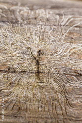 Larvengänge des Borkenkäfers (Scolytinae)