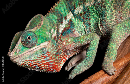 Chameleon close-up