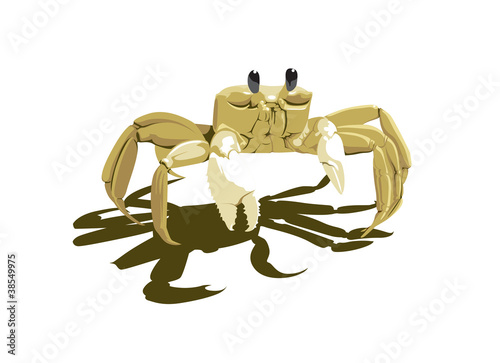crab stands on a white background