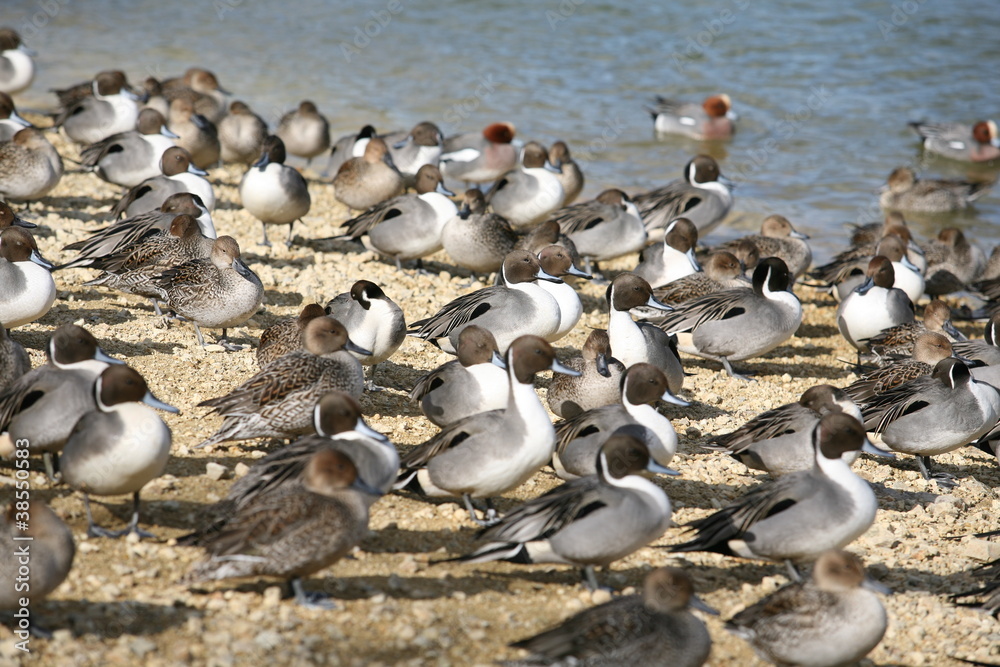 Fototapeta premium 鴨