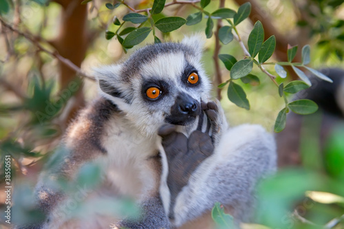 Ring-tailed lemur  Lemur catta 