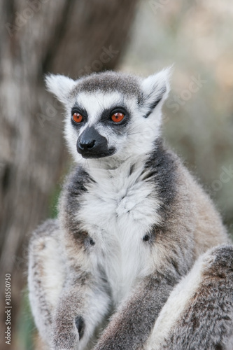 Ring-tailed lemur (Lemur catta) © Ekaterina Lin