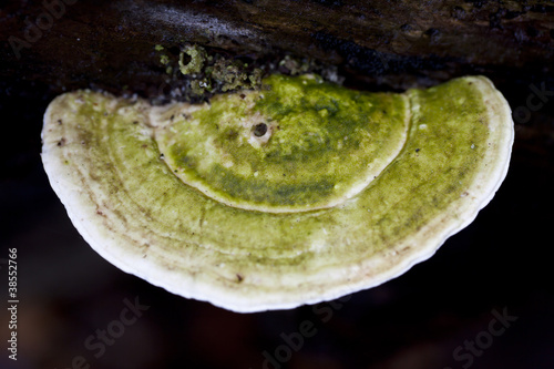 Zunderschwamm (Fomes fomentarius) mit grünen Algen photo