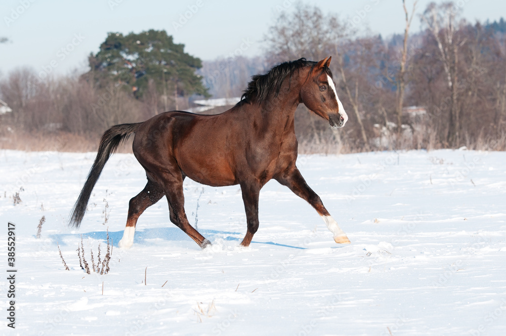 Brown welsh pony stallion in winter Brown welsh pony stallion in winter