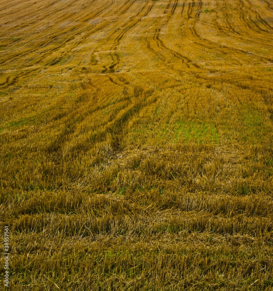 Field after harvest Field after harvest