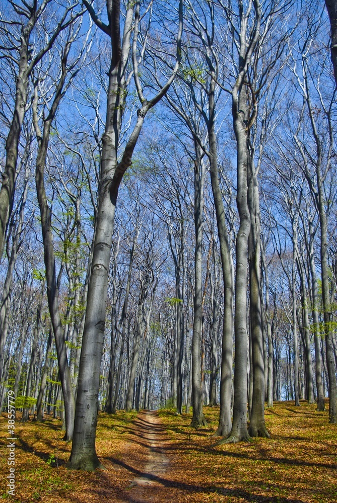 Fototapeta premium Trail in Beech forest