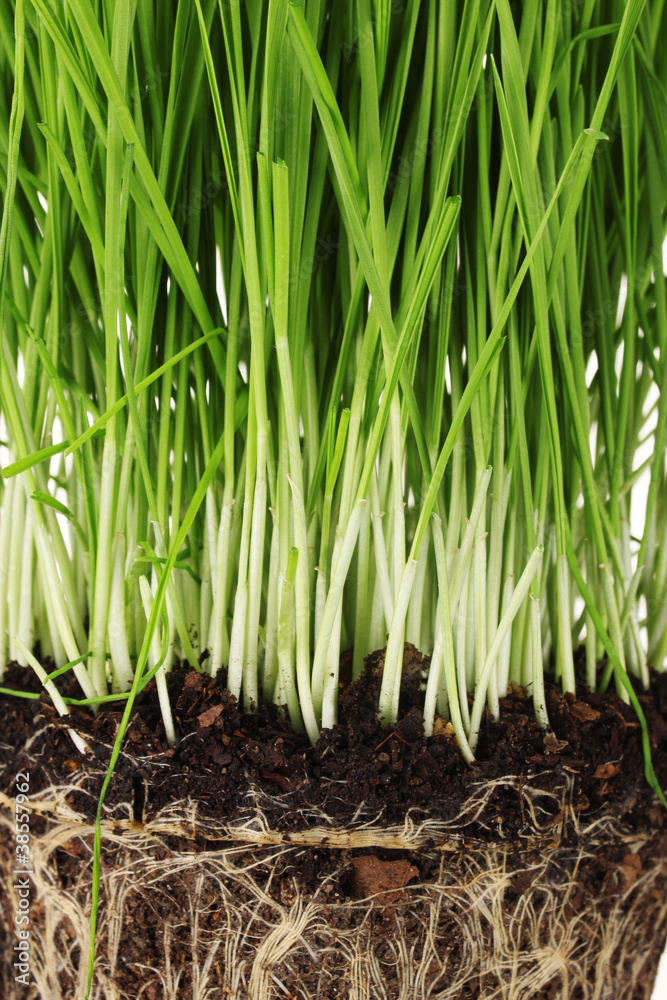 Green grass with the land closeup Green grass with the land closeup