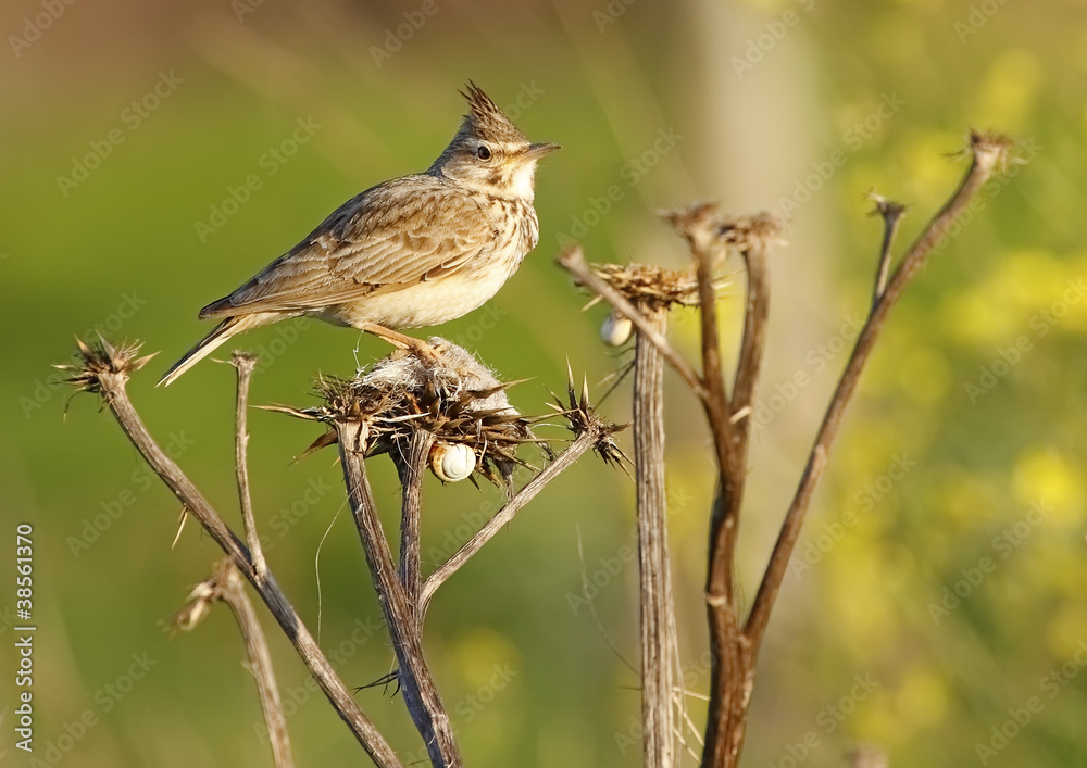 Crested Lark Crested Lark