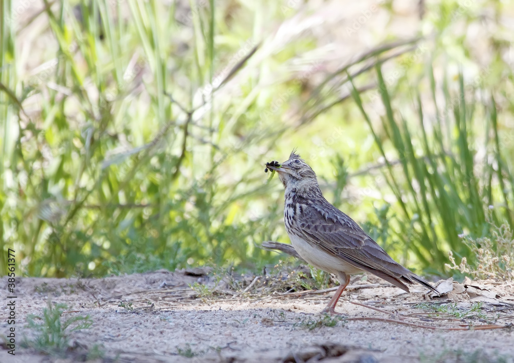 Crested Lark Crested Lark