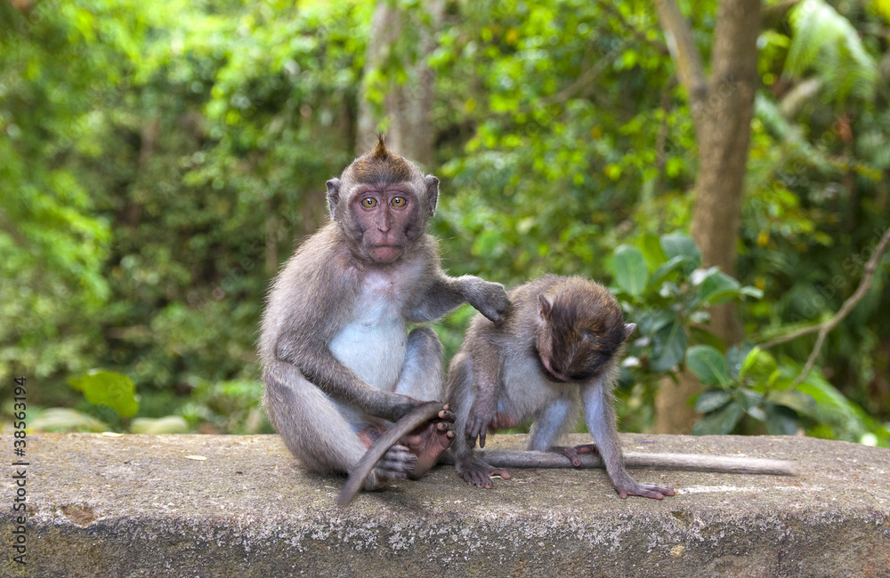 Fototapeta premium Monkey