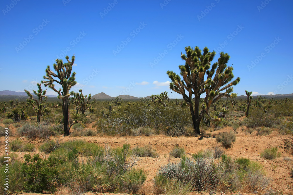 Joshua Tree Forest