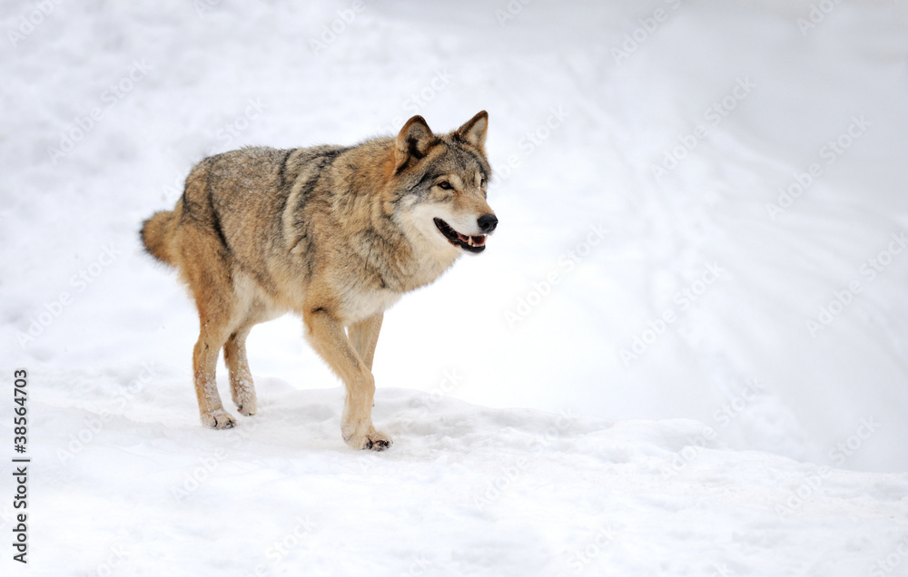 Wolf Wolf
