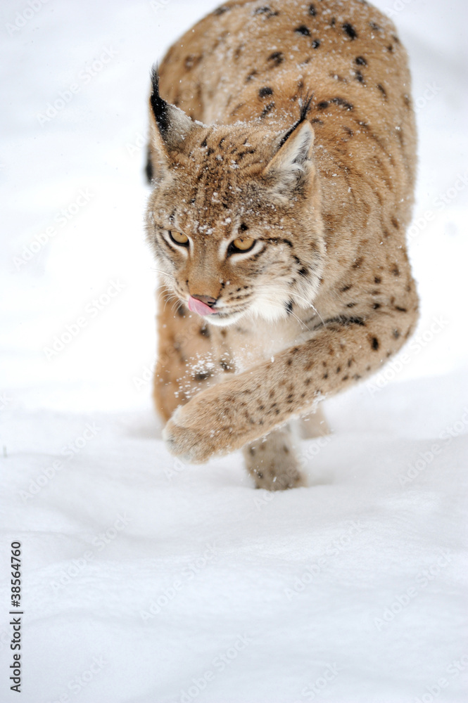 Lynx in winter Lynx in winter