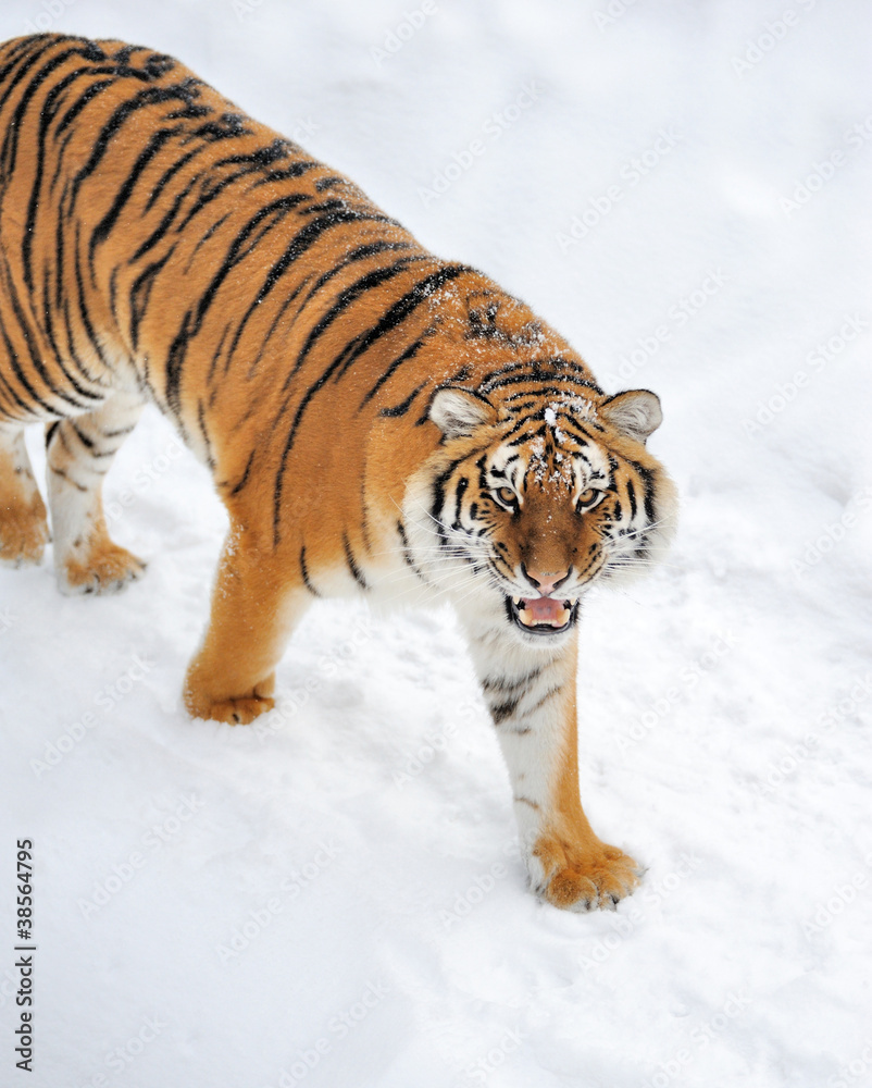 Naklejka premium Tiger