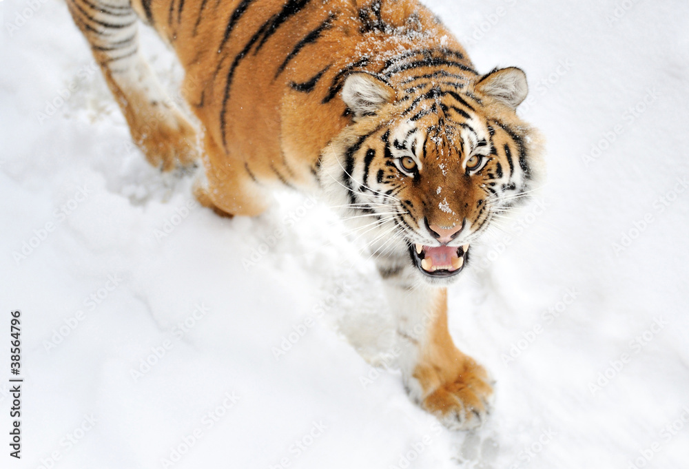 Fototapeta premium Tiger