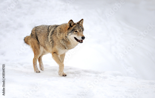 Wolf © byrdyak