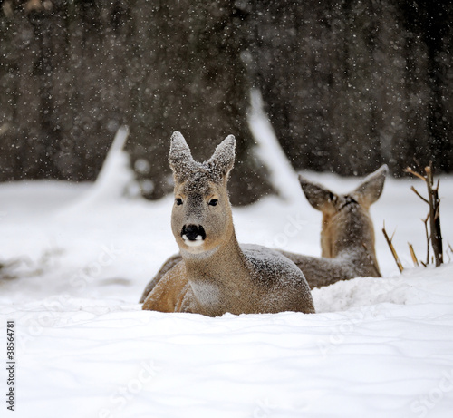 Deer in winter © byrdyak
