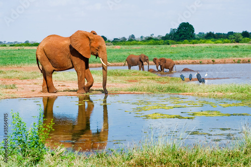 Huge male African elephant drinking water at a waterhole