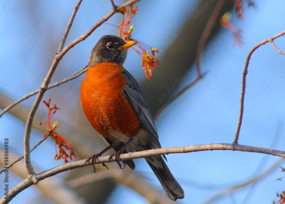 Fototapeta premium North American robin Turdus migratorius in warm sunset light