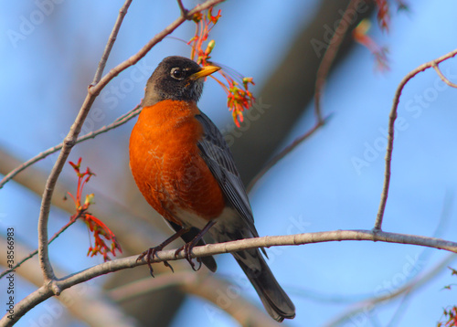 Canvas Print North American robin Turdus migratorius in warm sunset light