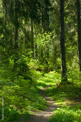 Percorso rilassante nel bosco