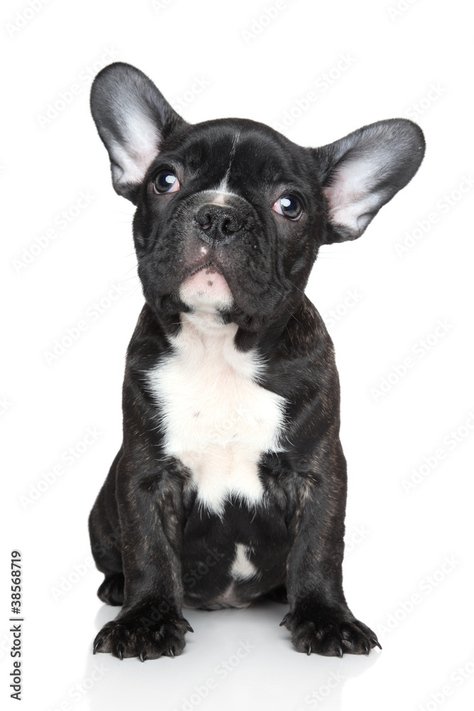 French bulldog puppy sits on a white background