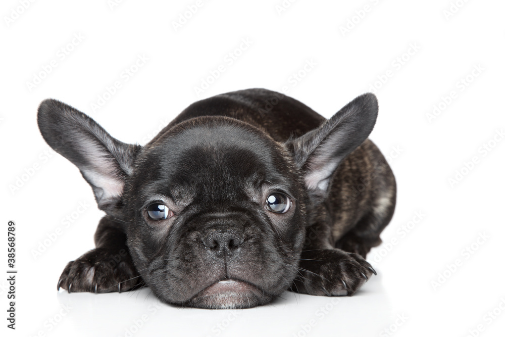 French bulldog puppy lies on a white background