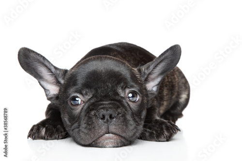 Fototapeta Naklejka Na Ścianę i Meble -  French bulldog puppy lies on a white background
