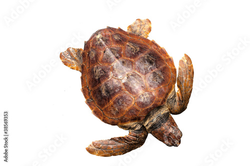Loggerhead water turtle