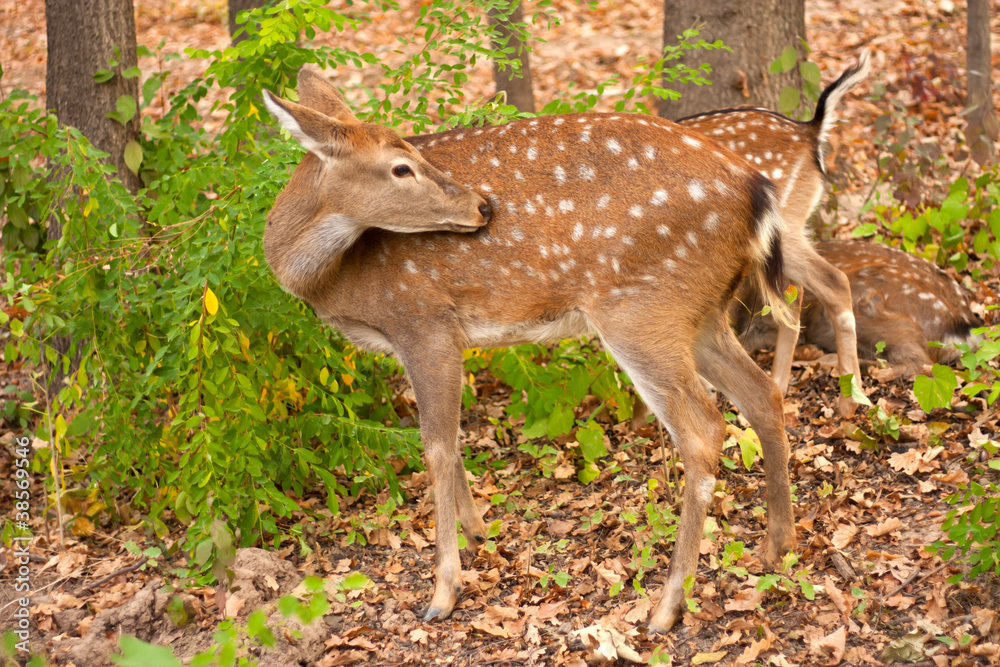 child of the red deer in wood . Bandhavgarh. India. child of the red deer in wood . Bandhavgarh. India.