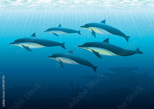 Dolphins Underwater © daulon