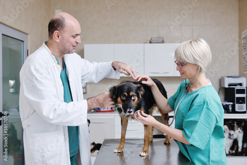 veterinarian and assistant in a small animal clinic