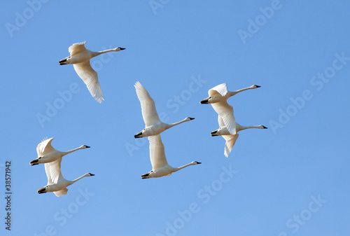 Tundra Swans in Flight