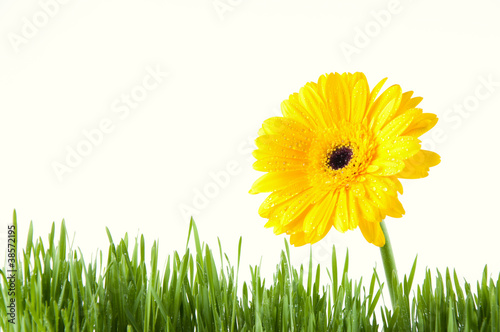 Green grass and yellow Gerbera, white background, copyspace