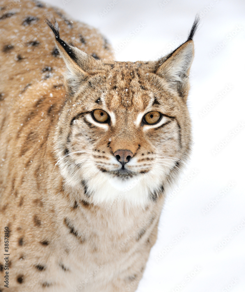 Lynx in winter Lynx in winter