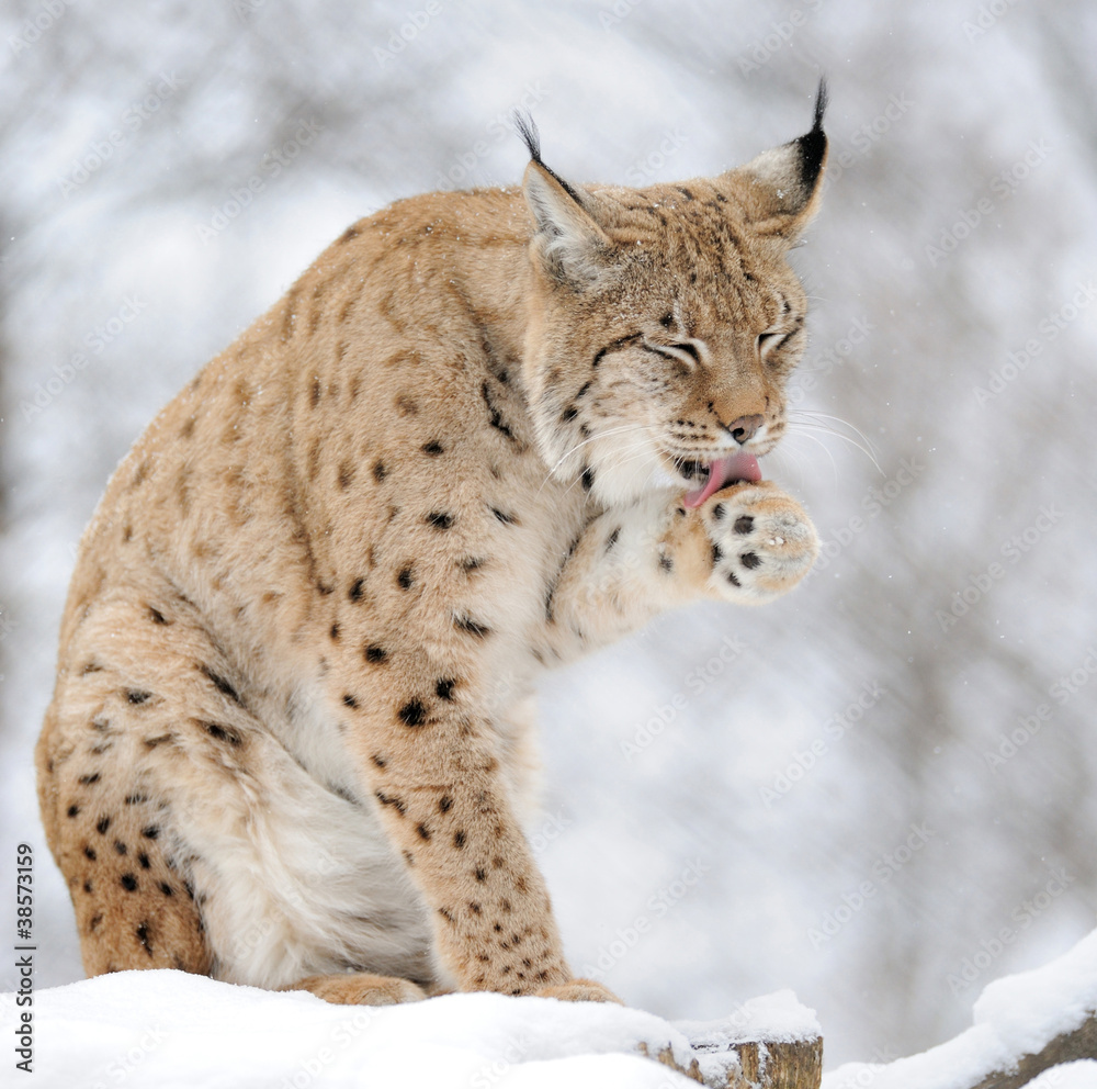 Lynx in winter Lynx in winter