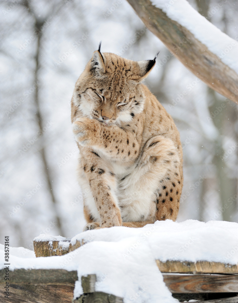 Naklejka premium Lynx