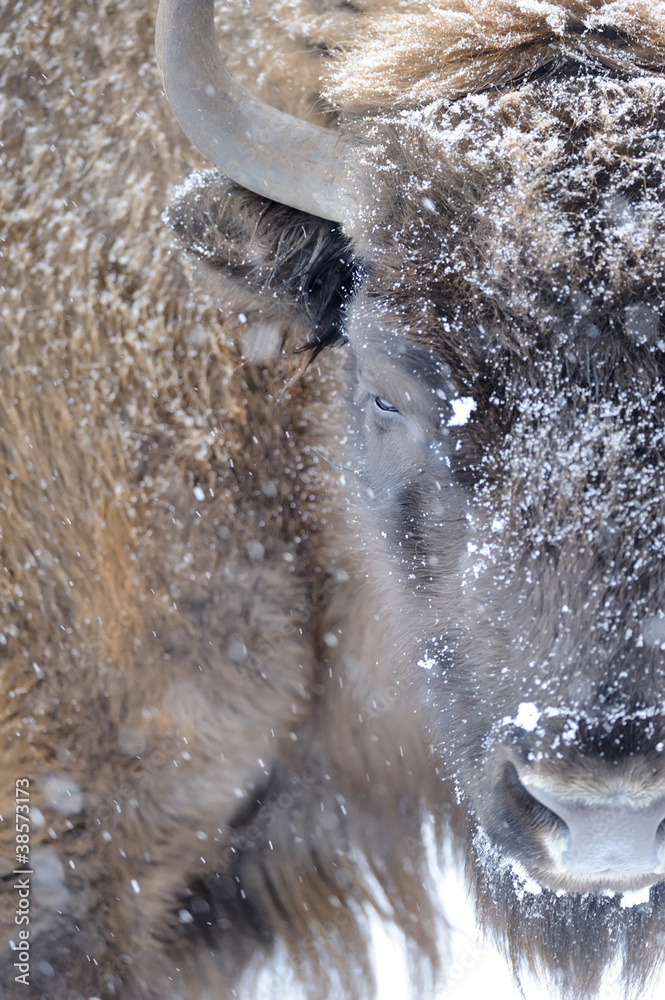 Obraz premium Bison in winter