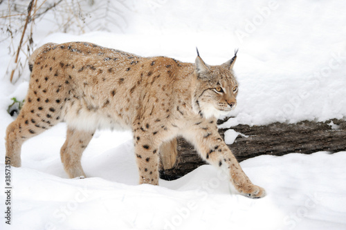 Lynx © byrdyak