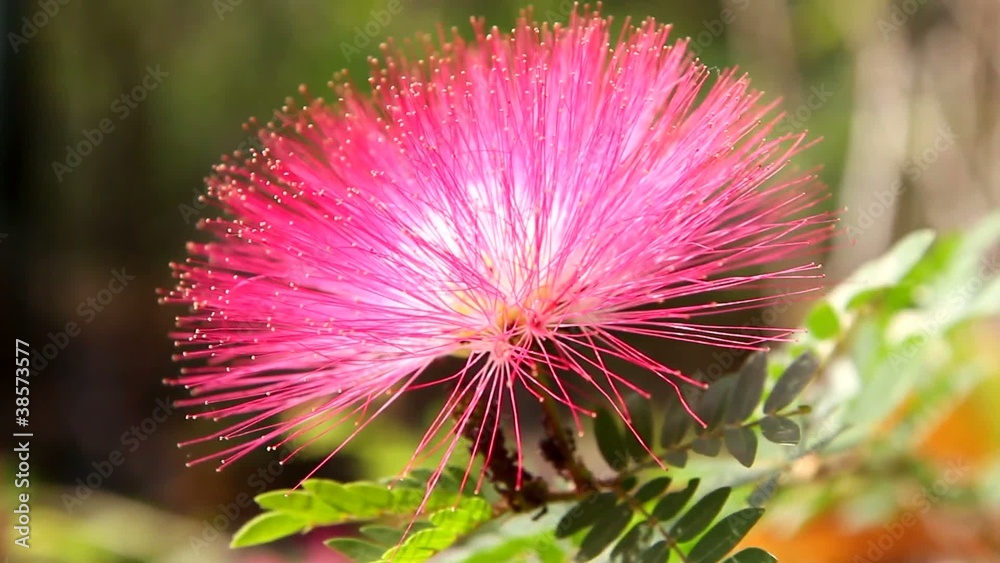 Red powder puff flowers sway in gentle breeze Red powder puff flowers sway in gentle breeze