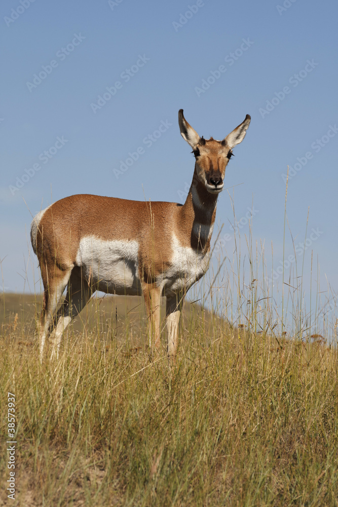 Pronghorn Antelope Doe Pronghorn Antelope Doe