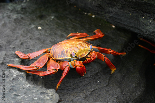 Sally Lightfoot Crab (Graspus Graspus)