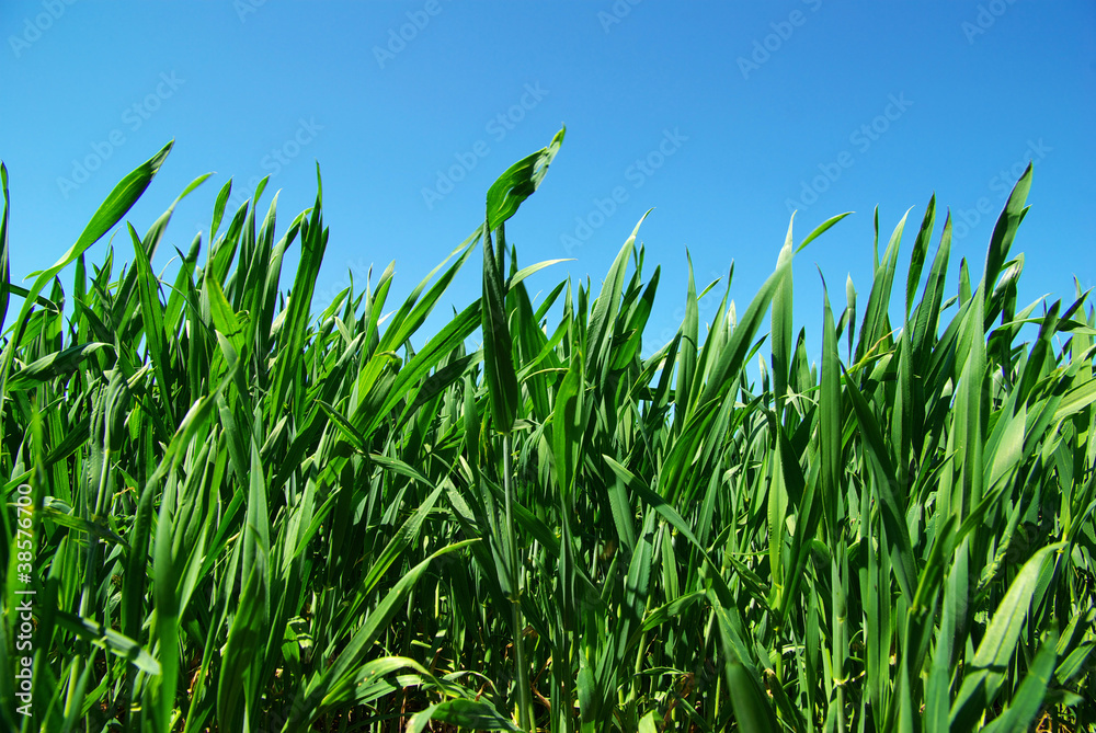 Obraz premium green lawn