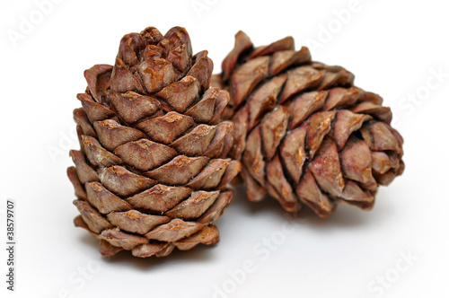 Кедровые шишки