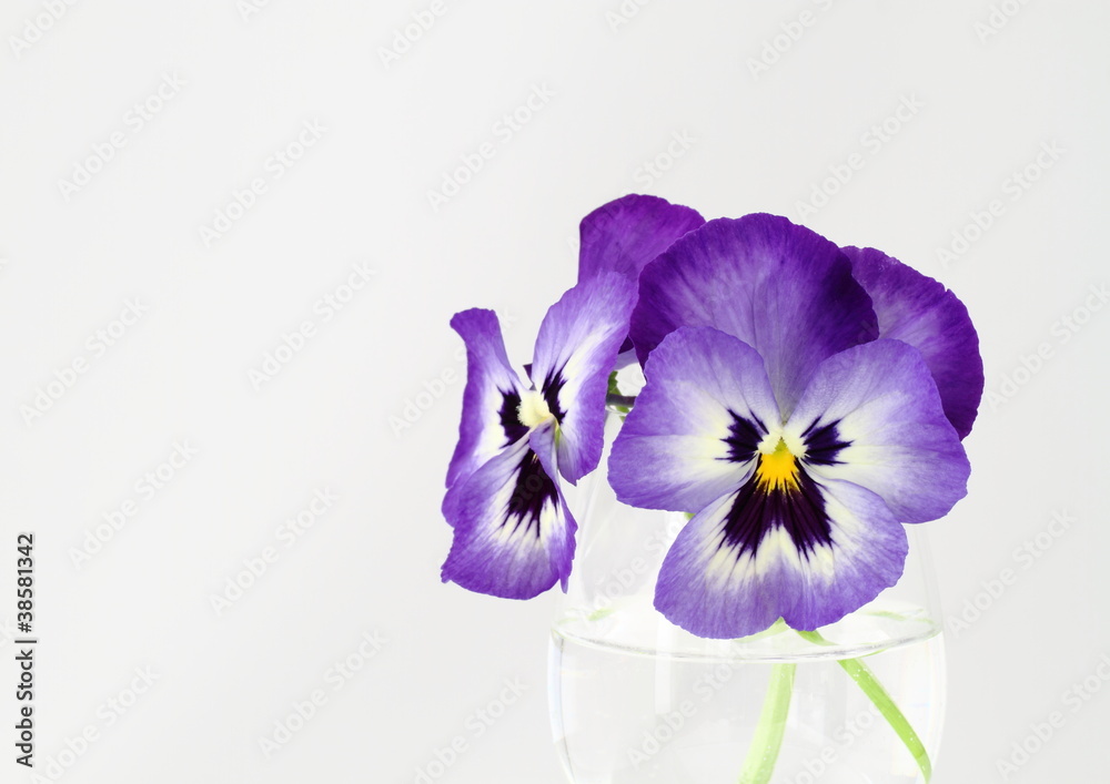 グラスの紫のパンジー Stock 写真 Adobe Stock グラスの紫のパンジー Stock 写真 Adobe Stock