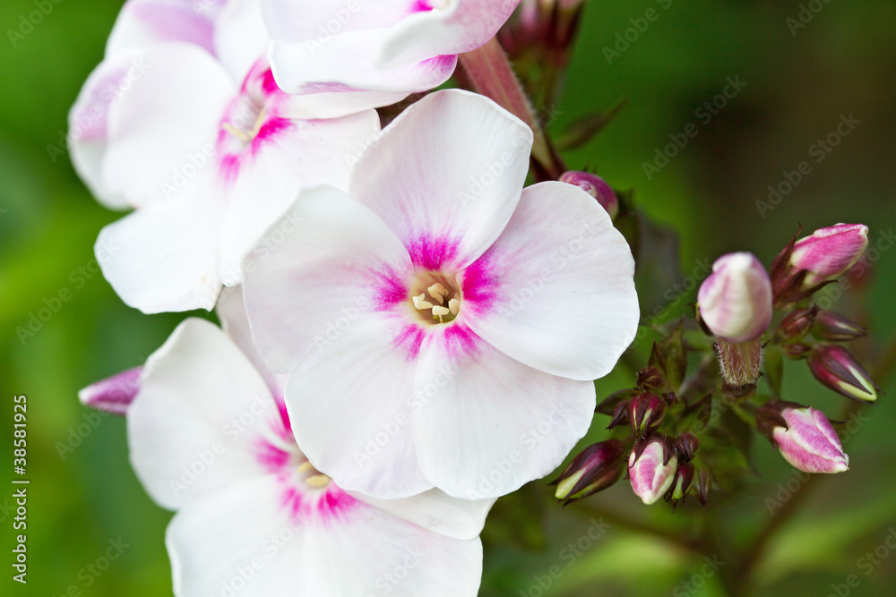 Blühender Phlox im Garten Blühender Phlox im Garten
