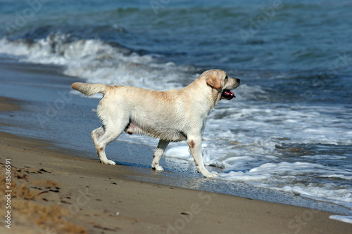 A yellow labrador in the beach